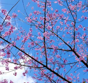 Low angle view of cherry blossoms against blue sky