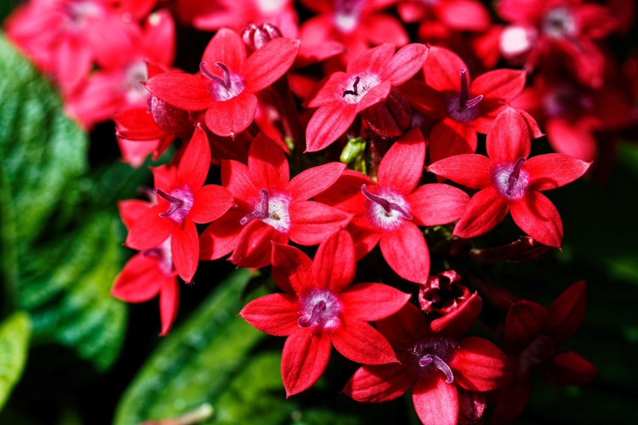 HIGH ANGLE VIEW OF RED FLOWERING PLANT