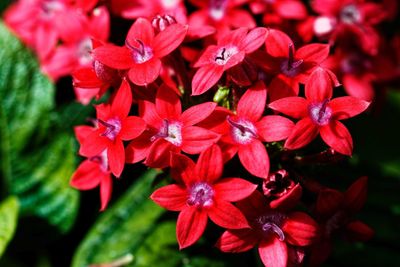 Close-up of red flowering plants