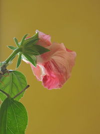 Close-up of pink rose plant