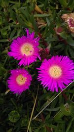 Close-up of flowers blooming outdoors