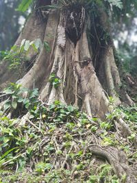 View of tree in forest