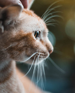 Close-up of a cat looking away