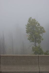 Trees on landscape against sky