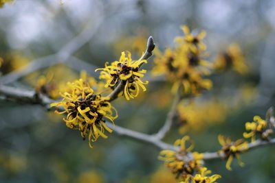 Close-up of yellow flowering plant