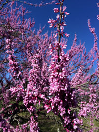 Pink flowers blooming in park