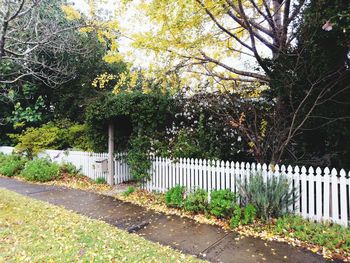 View of footpath and plants on sidewalk