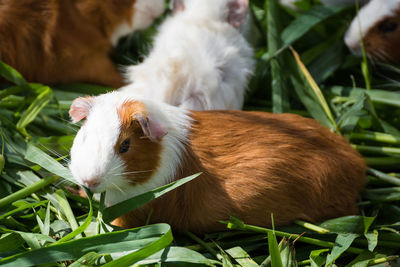 High angle view of rabbits eating grass