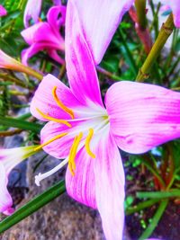 Close-up of pink crocus blooming outdoors