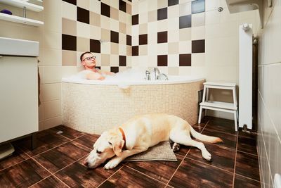 Dog relaxing on hardwood floor in bathroom at home