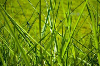 Full frame shot of fresh green field