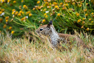 Squirrel on a field