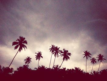 Low angle view of silhouette trees against sky