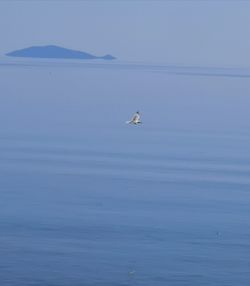 Bird flying over sea