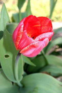 Close-up of red flower blooming outdoors