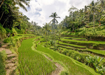 Scenic view of rice paddy against sky