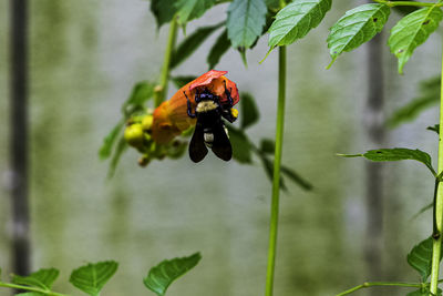 Close-up of butterfly pollinating on flower