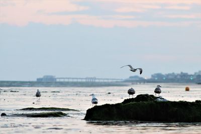 Seagulls flying over sea