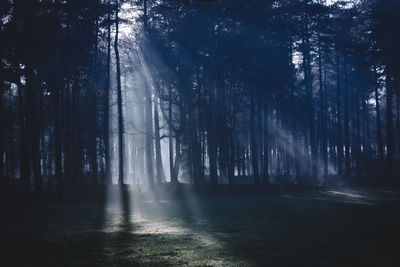 Sunlight streaming through trees in forest