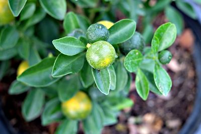 Directly above view of lemon plant