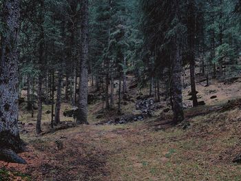 Trees growing in forest