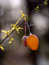 Close-up of orange fruits hanging on tree