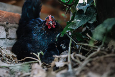 Portrait of hen with baby chickens on field