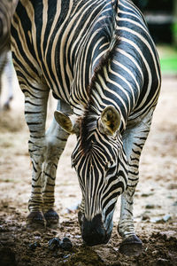 Zebras standing in a field