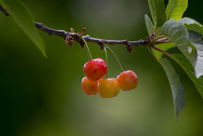 Close-up of berries growing on tree