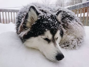 Close-up of dog