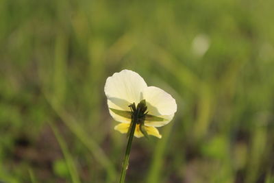 Close-up of white flowering plant on field