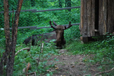 Monkey in a forest