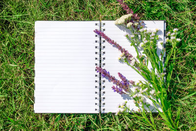 High angle view of purple flowering plants on field