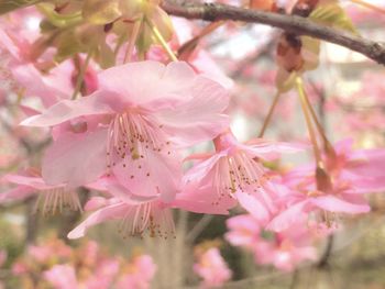 Close-up of pink flowers