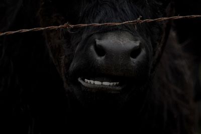 Close-up of face against black background