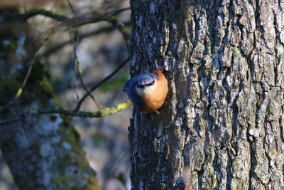 Close-up of bird perching on tree trunk