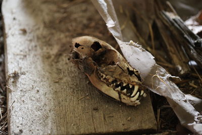 High angle view of damaged animal skull on wooden plank