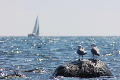 Seagulls perching on rock in sea against clear sky