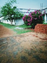 View of flowering plants