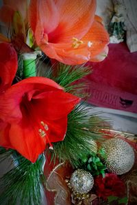 Close-up of red flowers