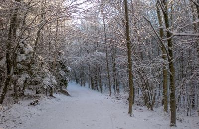 Snow covered road amidst trees in forest
