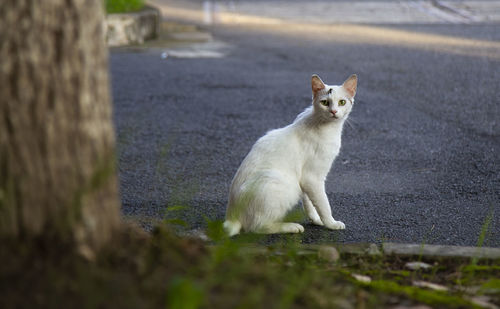 Portrait of cat sitting on field