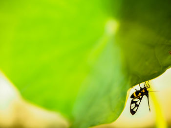 Close-up of insect on leaf