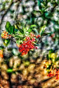 Close-up of berries growing on tree