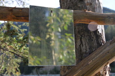 Close-up of wooden post on tree trunk