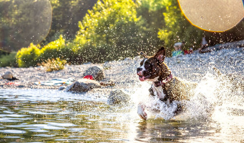 View of dog running in water