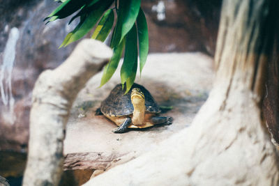 Close-up of bird on tree trunk