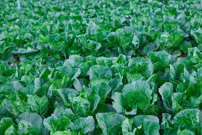 Fresh cabbage in the field