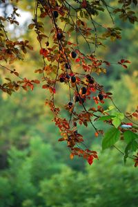 Close-up of leaves on branch