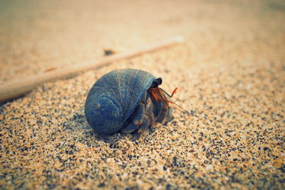 The hermit crab on the beach
